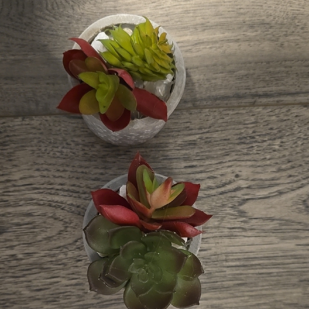 Decorative Succulent Planters - Red and Green - Picture 2 of 3